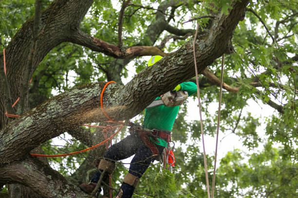 Professional Tree Removal Services in Desoto, TX